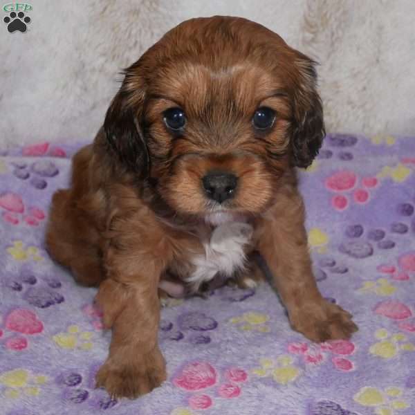 Knight, Cavapoo Puppy